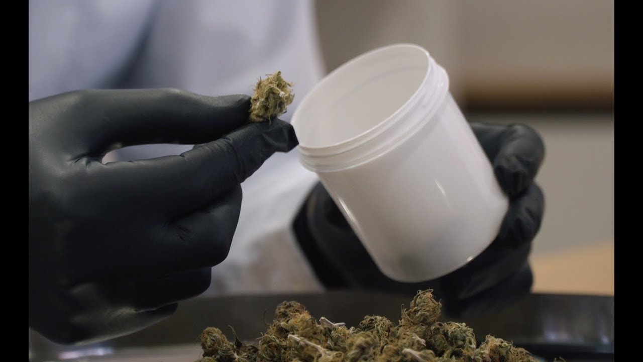 RTV Vorarlberg - CBD: Gefährlicher Hype oder missachtetes Heilmittel? - Teil 2