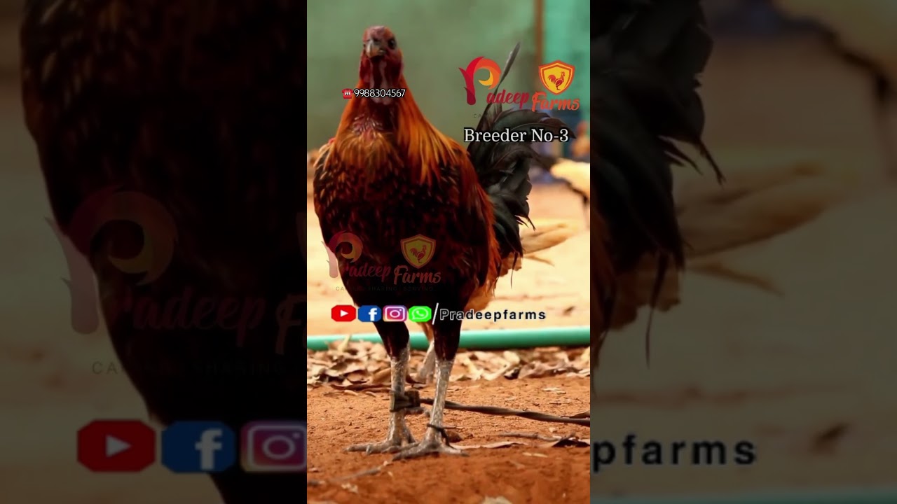 Original PERU|| Eggs and chicks available 