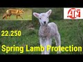 Spring Lamb Protection Using 22.250 and ATN 4K Pro.