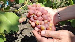 Виноград Текумзе, Прерия, Эльдорадо мускатные гф 🍇 обзор 2025 года