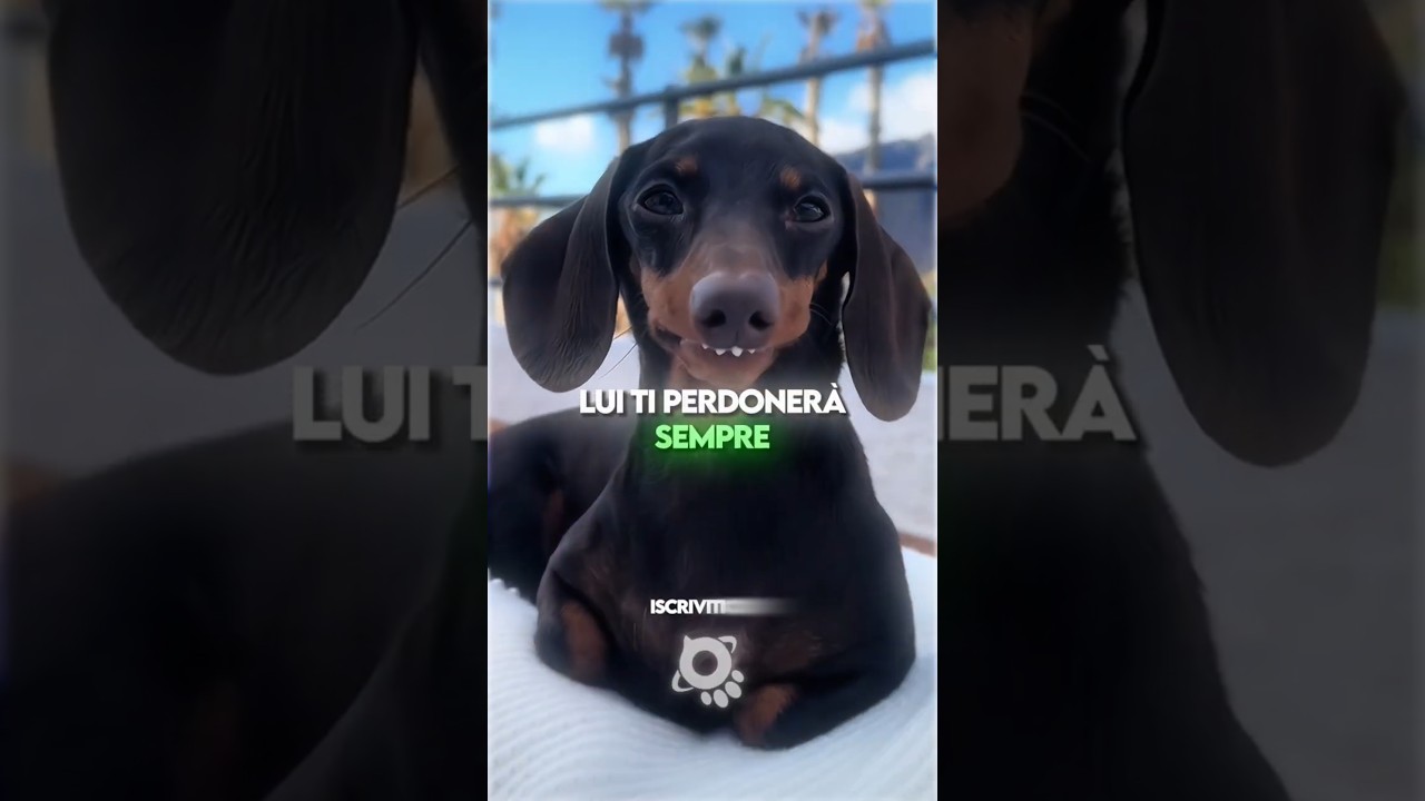 💞 Le 3 Cose che Rendono il Tuo Cane Speciale 💞