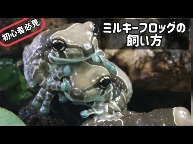 Beginner's Guide] How to Raise Milky Frogs [Juji Medoku Tree Frogs