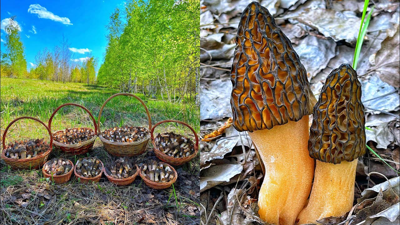ПОМОГИТЕ! Убийцы В ОБМОРОКЕ! Грибник УЖЕ в КЛИНИКЕ! Я в ШОКЕ и ОШАРАШЕН! Грибы МОЗГИ! СМОРЧКИ КРУГОМ