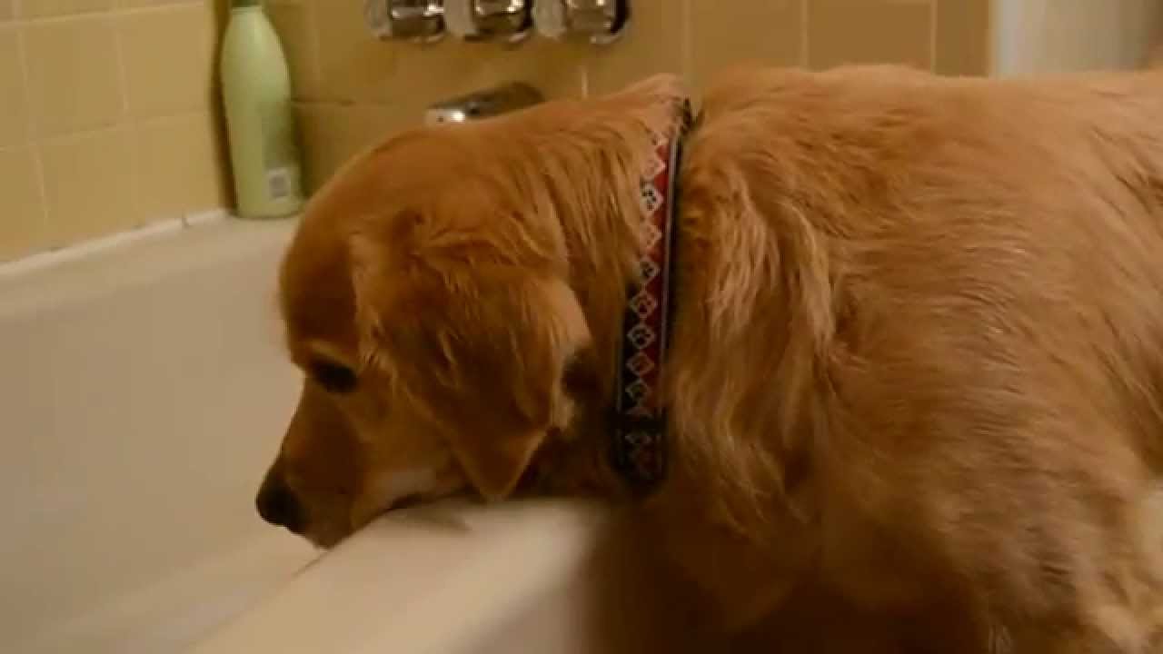 Dog Training Free Shaping YouTube Dog Training Free Shaping YouTube