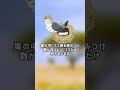 カッコウ　托卵　ショートver　【ぴえん過ぎる生き物紹介】