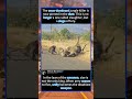 The once-dominant jungle killer is now pinned in the dust.#foryou #fyp #animals #funny