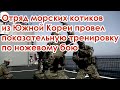 Отряд морских котиков из Южной Кореи провел показательную тренировку по ножевому бою Мусат