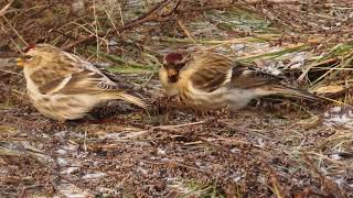 Птицы Беларуси. Могилев. Чечетка обыкновенная (Carduelis flammea)