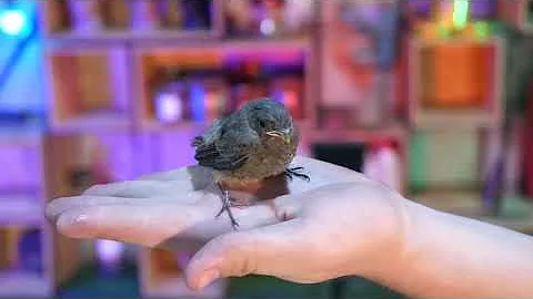 НИКОГДА НЕ ПОДНИМАЙТЕ ПТЕНЦА ВЫПАВШЕГО С ГНЕЗДА