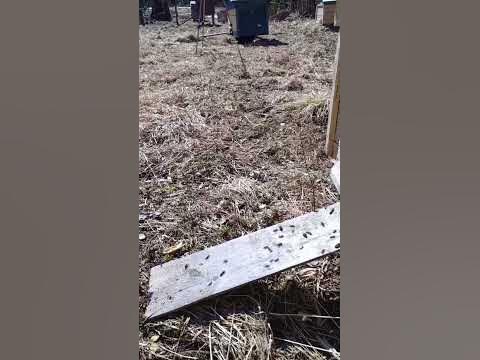 Пчелы весной.Облет пчел🍯🐝☘️ - YouTube