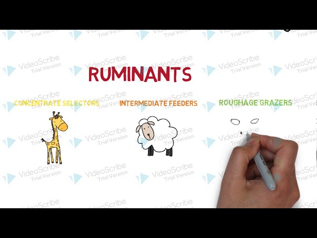 Non Ruminent Animals Ruminant Animals And Non Ruminant Animals