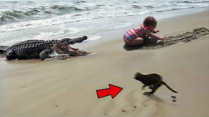 Hero Cats Saving Everyone Around Them!