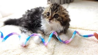 A cute kitten who lost her mouse tail toy. Elle video No.32 by Cute Kitten Elle 333 views 3 weeks ago 1 minute, 22 seconds