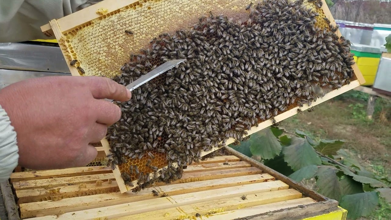 329.Restrâng cuiburile de albine.