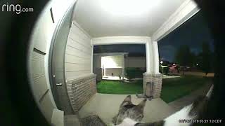 Ring Video Doorbell & Felix The Cat Burglar
