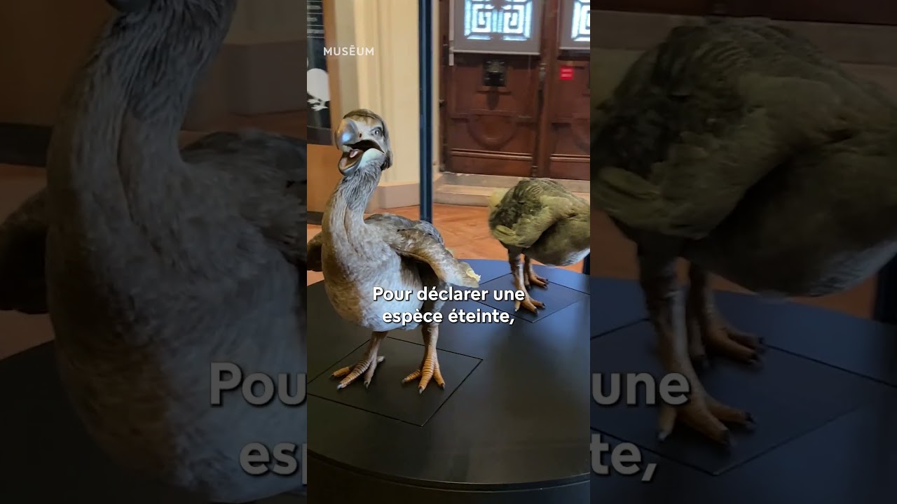 🦤 Comment sait-on qu'une espèce a disparu ? 