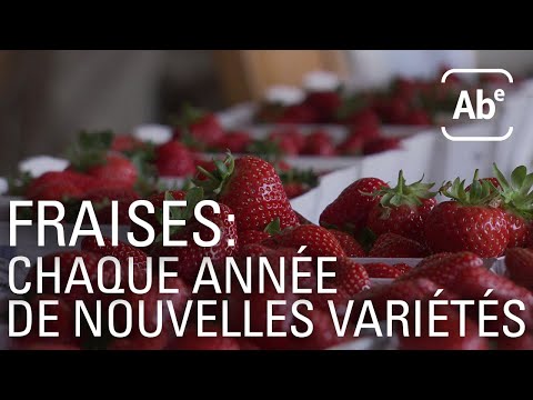 Vidéo: Fraise Darselect. Description de la variété, avis