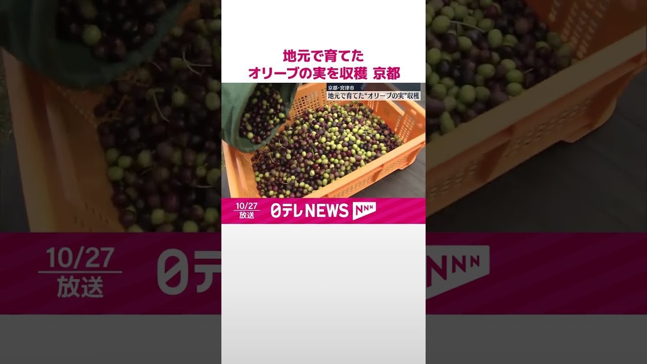 地元で育てた】オリーブの実を収穫 京都・宮津市 #shorts - YouTube