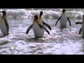 Manchot royal antarctique disneynature musiquelaurent ferlet