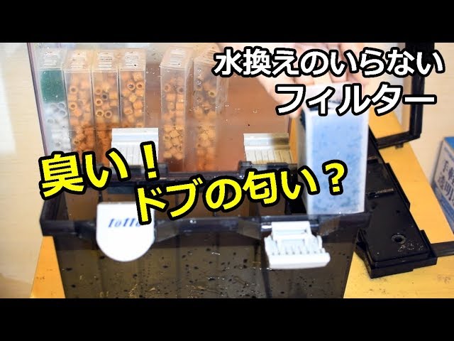 ドブの臭いだった？水換えのいらない「トットパーフェクトフィルター