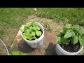 Container Garden - How to Grow Peppers and Tomatoes Easily in Buckets