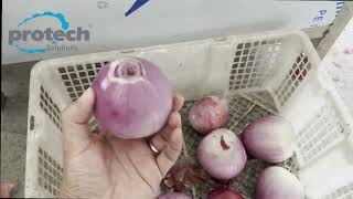Protech Solutions New 2026 Onion Peeling Machine