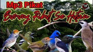 Suara Pikat Burung Ribut Sehutan