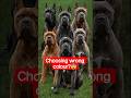 Top 5 colour of cane corso