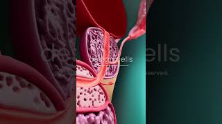 Pathway Of Sperm Towards The Egg