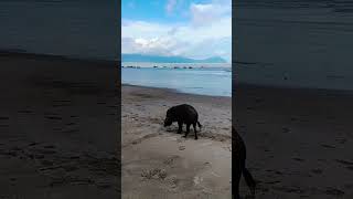 Download Lagu Bako National Park Wildlife MP3