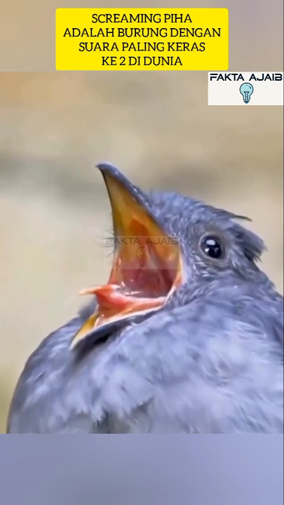 SIULAN NYA DAPAT MENCAPAI HINGGA 116 DESIBEL #burungunik #screaming #birds