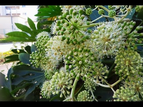 Video: Japonijos Kamelija (28 Nuotraukos): Kambarinių Augalų Japonica Su Dvigubomis Gėlėmis Priežiūra Namuose, Sėklų Sodinimas Ir Auginimas