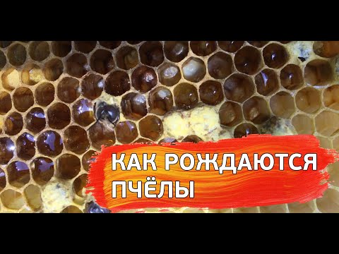 Видео: Должен ли я иметь 2 ящика для расплода?