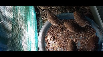 Cách vào cám cho cút rừng vừa bẩy về cực kỳ đơn giản #zalo0363452064