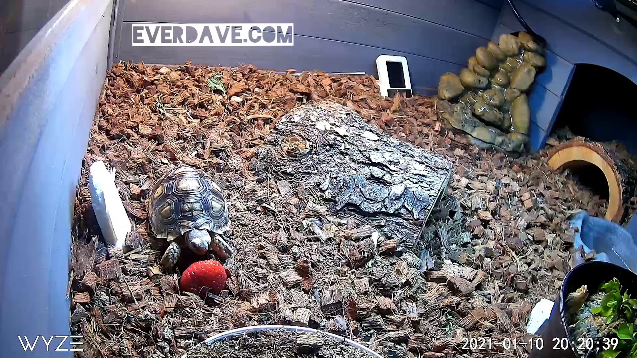 Clementine the Sulcata Tortoise 🐢 enjoying a Strawberry