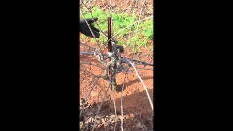 Head Trained Spur Pruned Zinfandel as demonstrated by master winegrower Fred Peterson