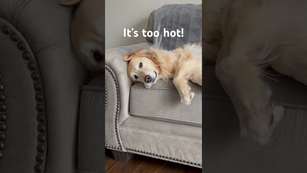 When SUMMER hits you! #dog #enjoytheday