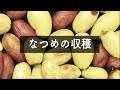 【Vlog】田舎暮らし★棗(なつめ)の収穫