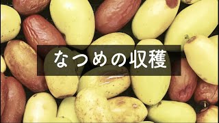 【Vlog】田舎暮らし★棗(なつめ)の収穫