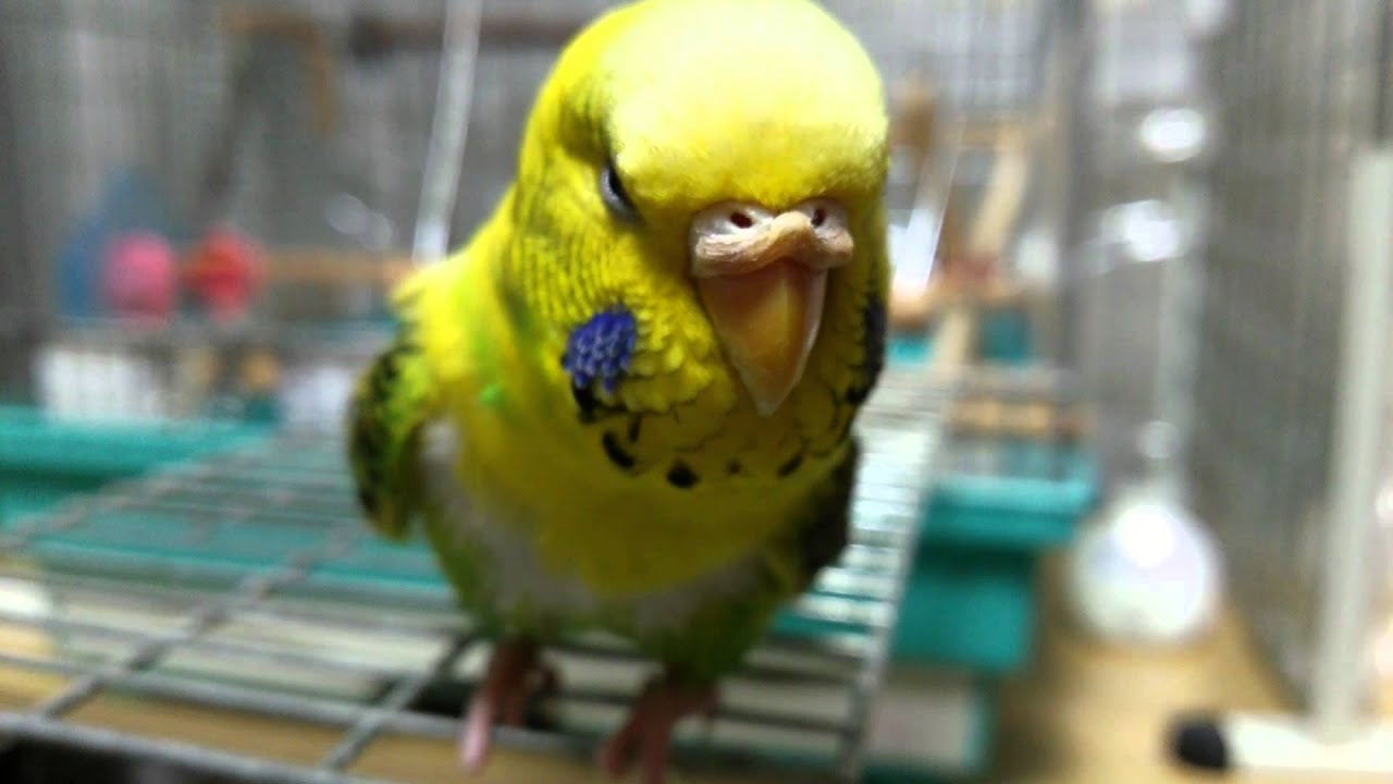 インコ カメラと指を噛みつき攻撃 2015 9 29 Youtube