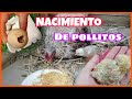 Nacimiento de POLLITOS 🐤 uno esta débil... ABRÍ los huevos descartados