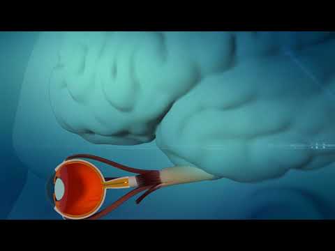 Video: Optogenetics. Hvordan Kontrollere Et Nevron Ved Hjelp Av Lys - Alternativ Visning