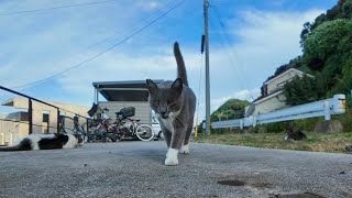 【自らモフられに来る猫】港で猫ちゃんが歩いてきた瞬間が尊すぎた…