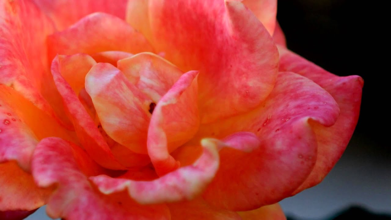 Private thoughts on Morality.