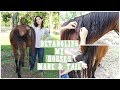 How To Detangle A Horse's Mane and Tail + GIVEAWAY?!?!