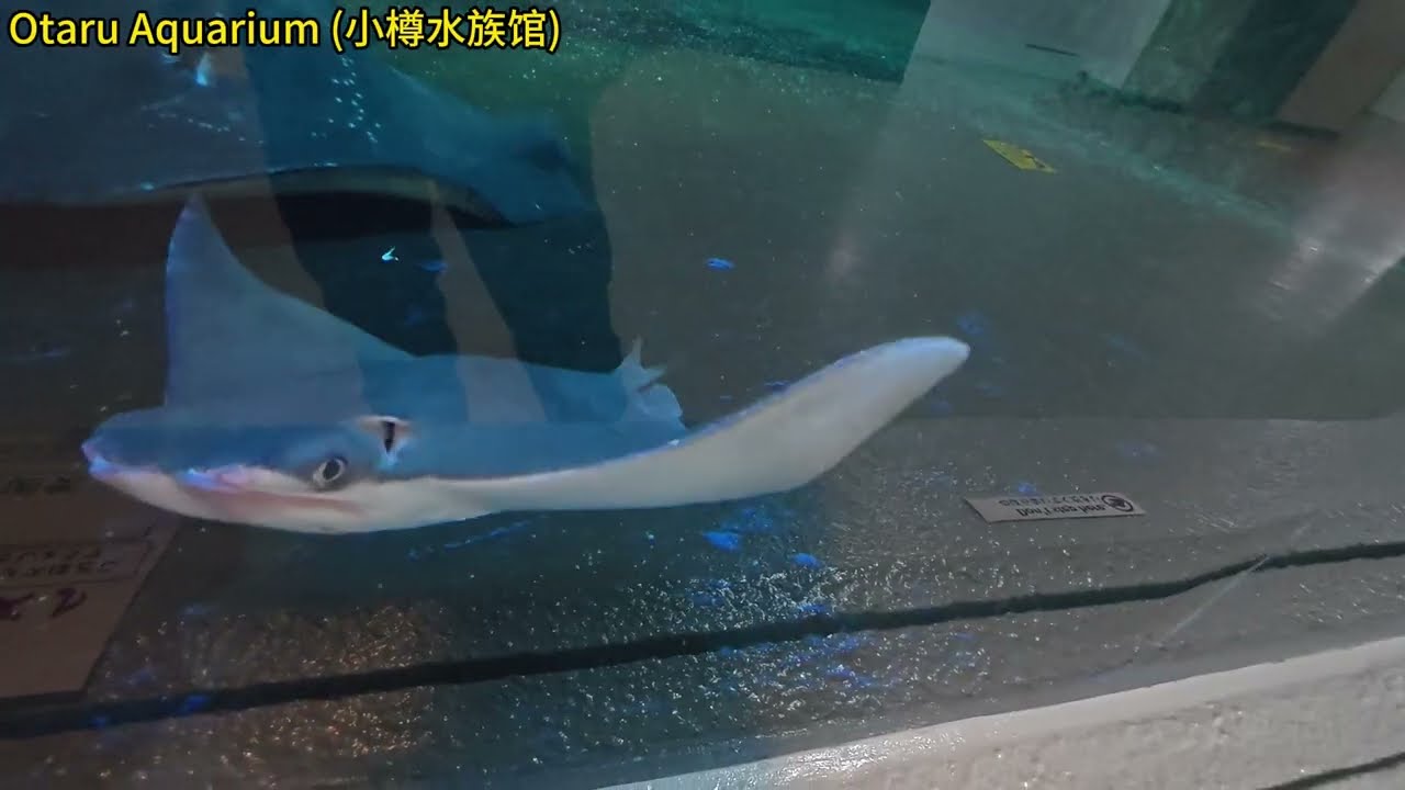 【20260122 Part1】北海道 #小樽 #Otaru Aquarium (小樽水族馆)