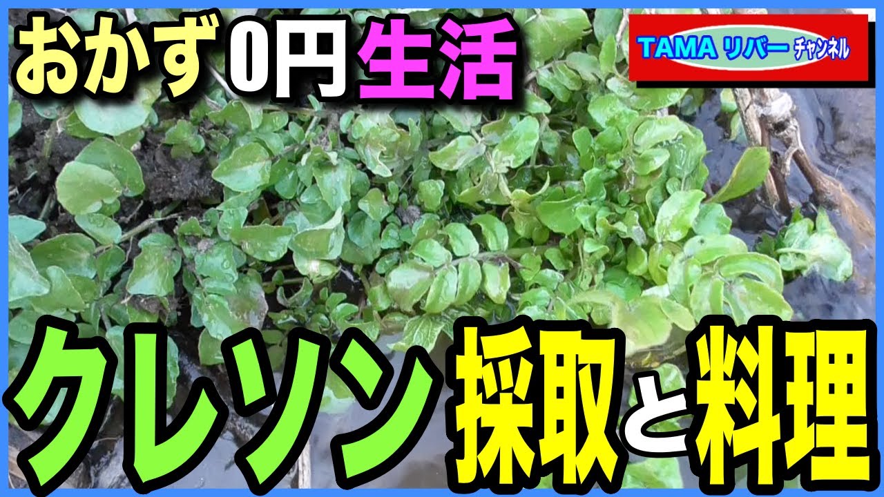 おかず0円生活】野良クレソン採取と料理 - YouTube