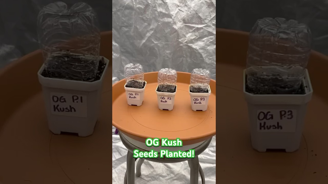 Обновление прорастания OG Kush Outdoor! | 19.04.2025