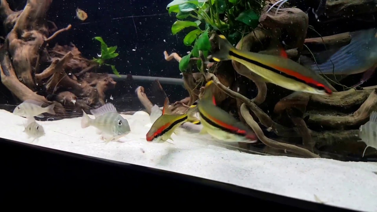 Geophagus Altifrons & Winemilleri feeding