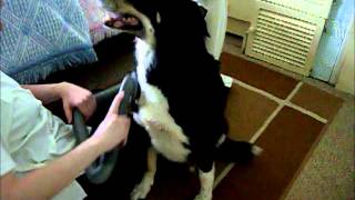 SAM THE DOG&#39;S HOOVER VID R.I.P 2004 - 2016